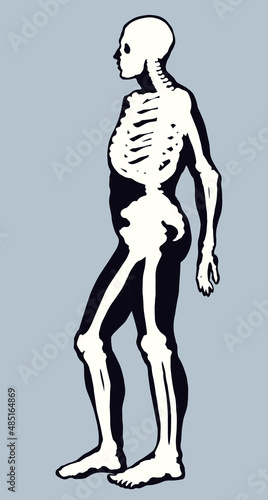 Human skeleton. Vector schematic drawing