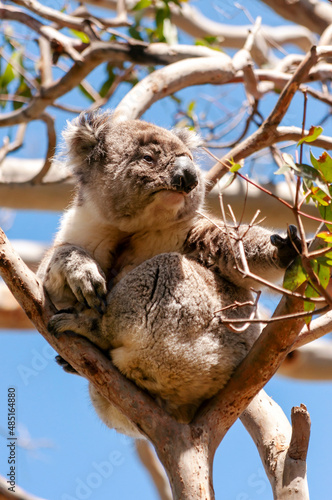 Fototapeta Naklejka Na Ścianę i Meble -  Cute Koala on a Gum Tree Branch at Cape Otway Great Ocean Road