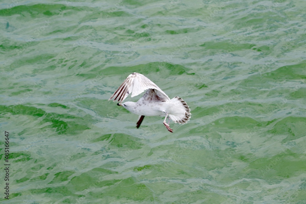 Fototapeta premium Silbermöwe über grünem Wasser