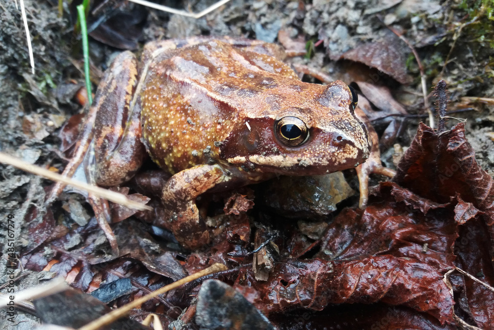 Naklejka premium Close up of a huge common frog in the north of Spain 