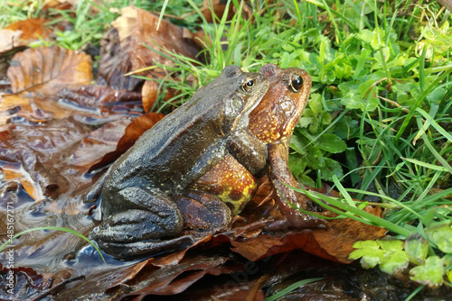 Amplexus of grass frogs in a melt pond 