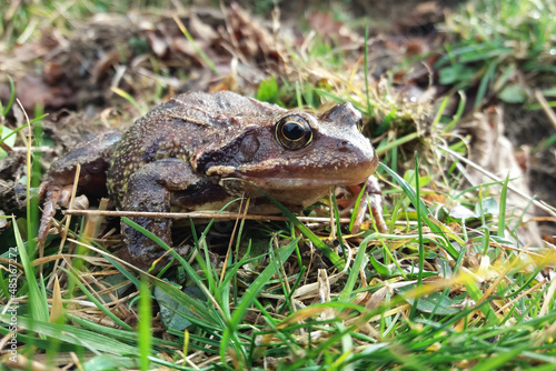 Close up of a huge common frog in the north of Spain 