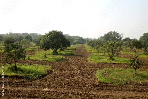 young mango tree and new mango tree plantation farm