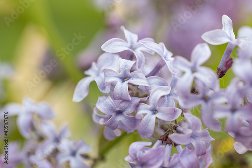 beautiful lilac flowers branch on a green background  natural spring background  soft selective focus. Macro flower photo