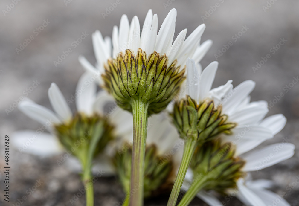 spring background with white daisy flowers. Oxeye daisy: a species of Daisy, also known as Dog, Moon, White, Marguerite, its botanical name is Leucanthemum vulgare. spring background with white daisy flowers. Oxeye daisy: a species of Daisy, also known as Dog, Moon, White, Marguerite, its botanical name is Leucanthemum vulgare.