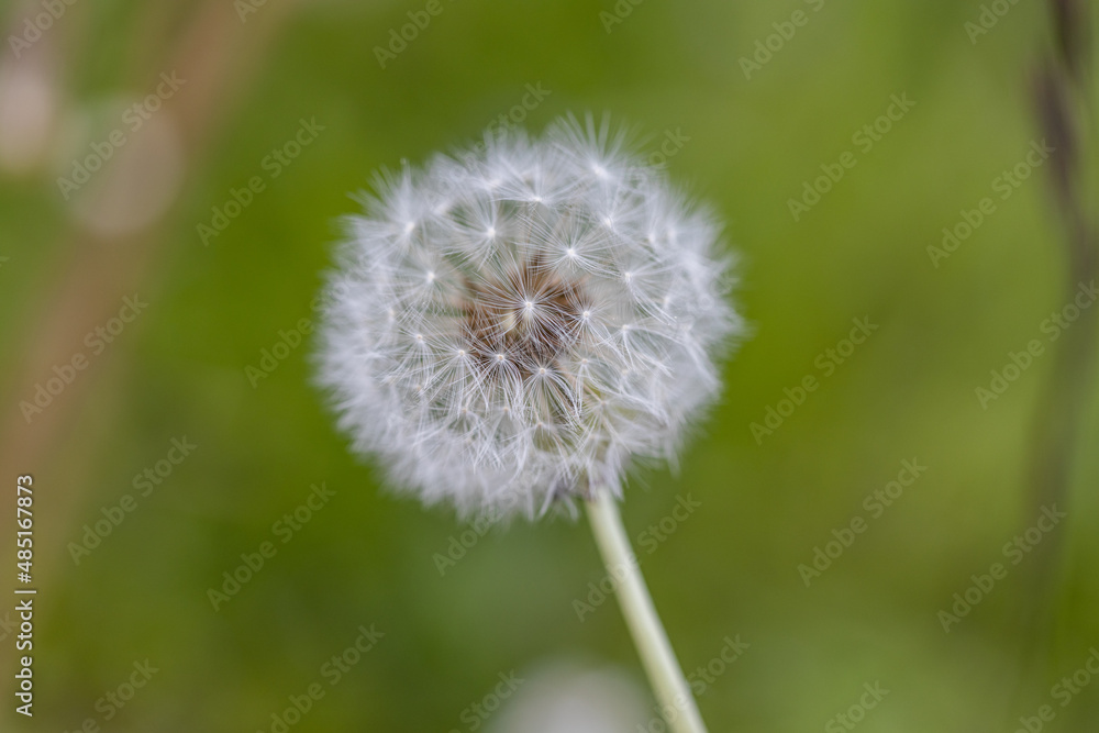 Fototapeta premium rest of a flower with seeds of a blossomed dandelion on a stalk in sunny weather in a grass, Macro photo detail
