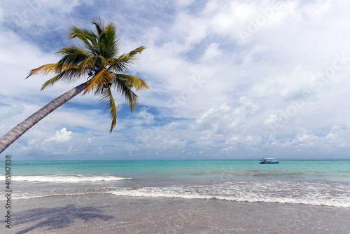 coconut tree by the sea on a beautiful day