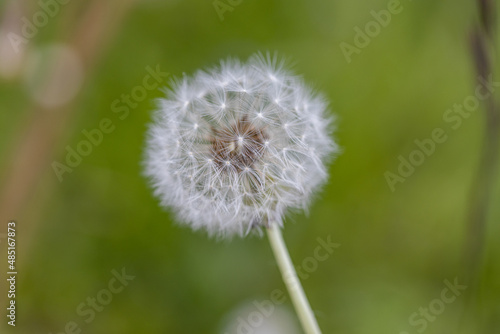 rest of a flower with seeds of a blossomed dandelion on a stalk in sunny weather in a grass  Macro photo detail