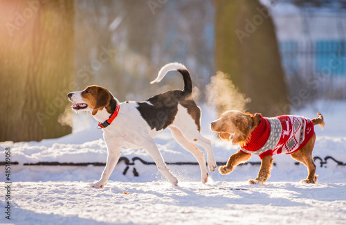 Fototapeta Naklejka Na Ścianę i Meble -  Two dogs of breed beagle and cocker spaniel running through the snow to the camera in the park in winter