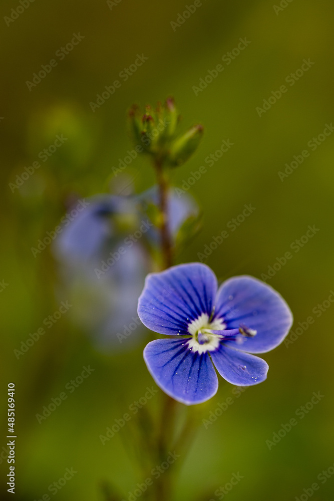 Closeup on the brilliant blue flowers of germander speedwell, Veronica chamaedrys. herbaceous perennial species of flowering plant. Macro detail flower photo. Closeup on the brilliant blue flowers of germander speedwell, Veronica chamaedrys. herbaceous perennial species of flowering plant. Macro detail flower photo.