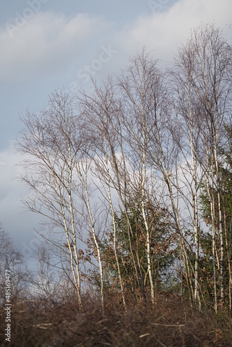 Birken im winter ohne Schnee mit heller Borke, Betula pendula an einem Waldrand