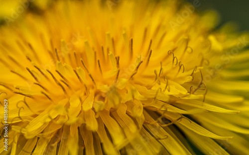 one isolated Yellow dandelion  Taraxacum Officinale  flower and green leaves closeup. Detail macro flower photo