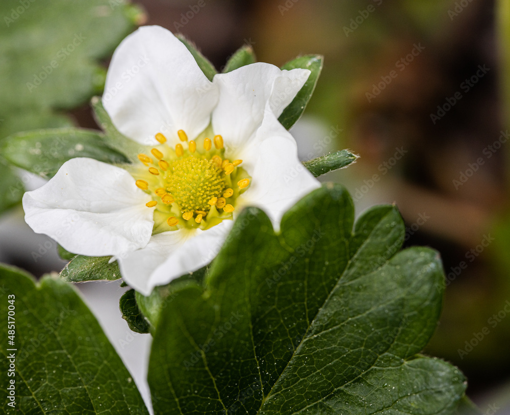 Small white flowers garden strawberry on green leaves background. Green bush blooming in the spring strawberries. Garden strawberries Small white flowers garden strawberry on green leaves background. Green bush blooming in the spring strawberries. Garden strawberries