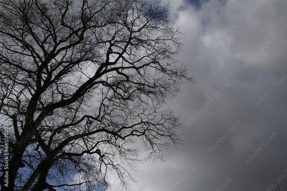 arbre et ciel en hiver arbre et ciel en hiver