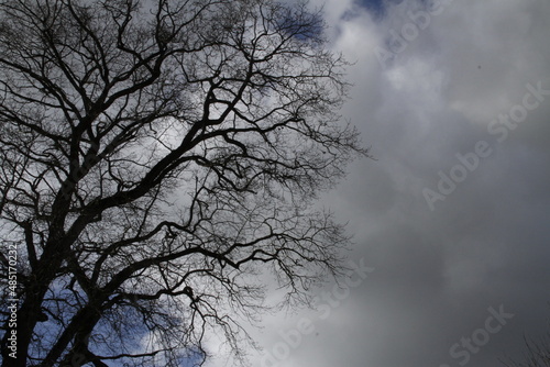 arbre et ciel en hiver © Thomas