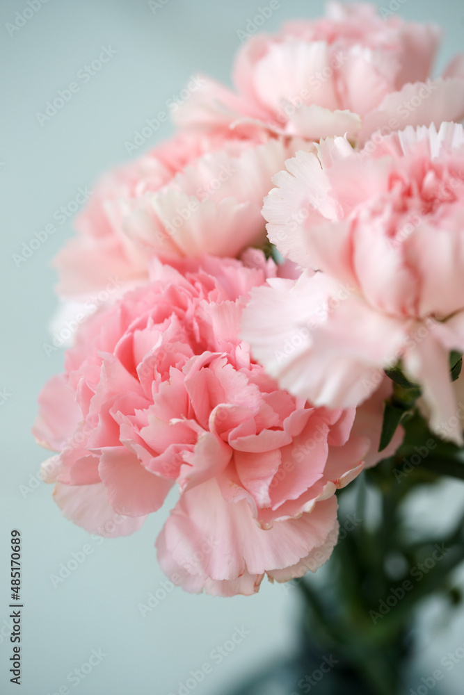 Fluffy flowers of pink fragrant carnations Fluffy flowers of pink fragrant carnations