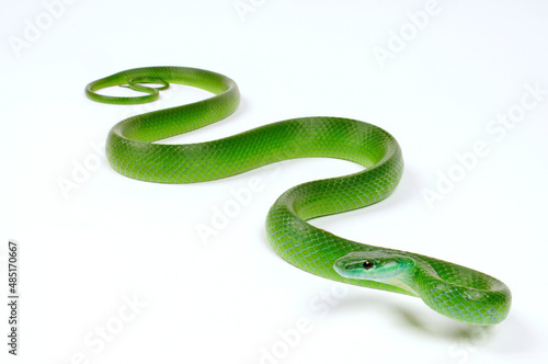 Common Green Racer // Smaragd-Strauchnatter (Chlorosoma viridissimum)