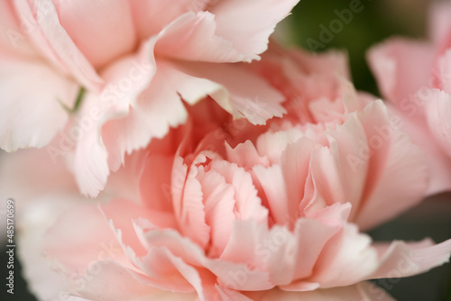 Fluffy flowers of pink fragrant carnations