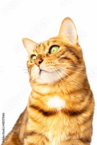 Bengal cat looks to the side with curiosity on a white background.