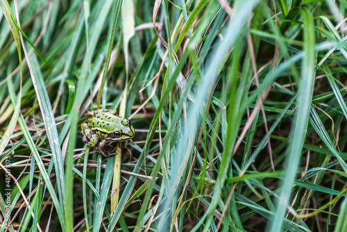 small green frog in the grass