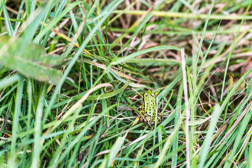 small green frog in the grass