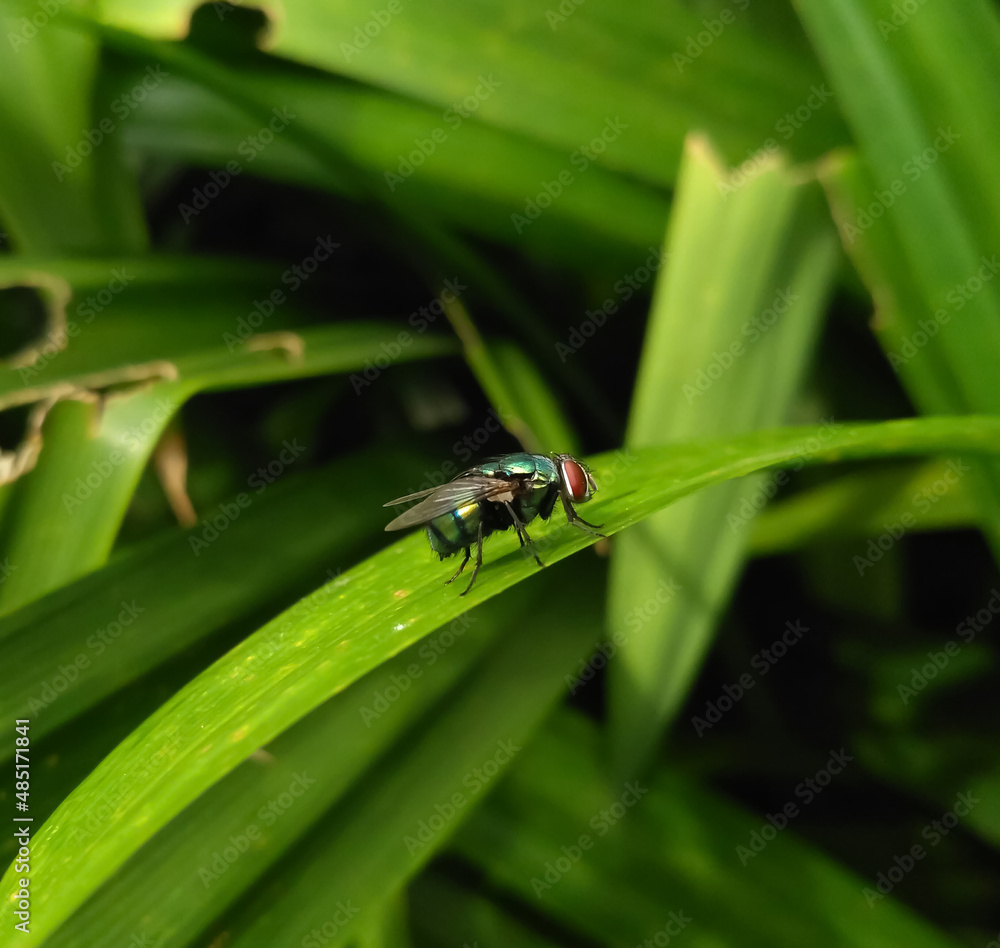 Green Botle Fly Green Botle Fly