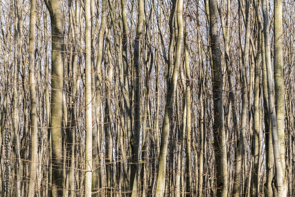 Deciduous tree trunks stand bare in thick forest on sunny day natural landscape, nature