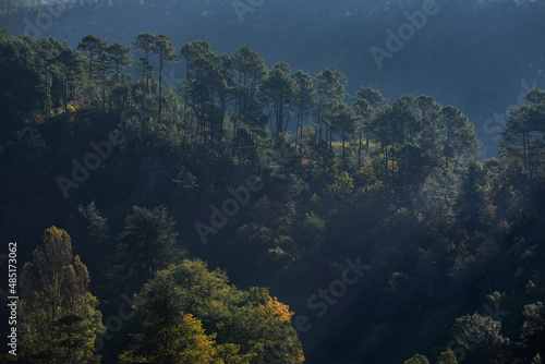 Forêt de pins sur le flanc d'une montagne boisée et sauvage de la chaîne de montagne des Cévennes en France.