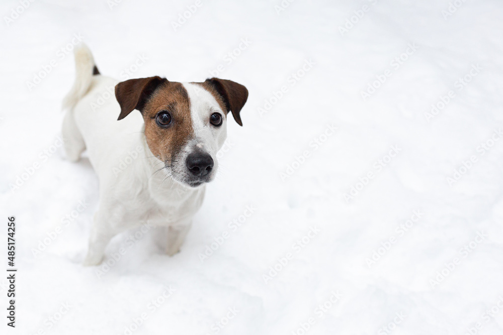Jack Russell Terrier. A thoroughbred dog stands in the snow. Pets Jack Russell Terrier. A thoroughbred dog stands in the snow. Pets