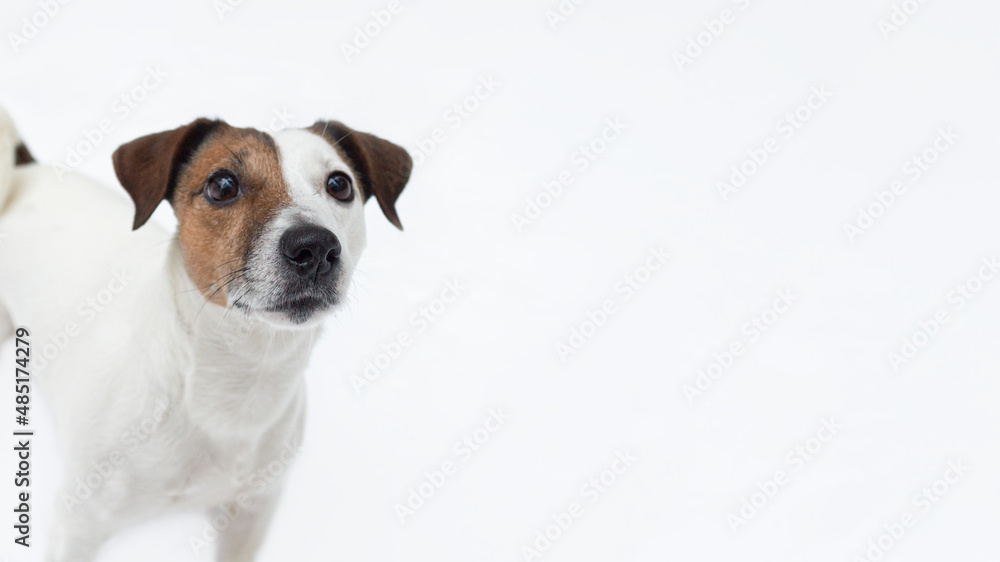 Jack Russell terrier. Purebred dog on a white background, isolated. Pets. Banner-sign