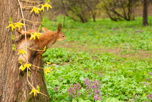 Little squirrel on trunk of big tree against of green tree, flowers and bushes in spring