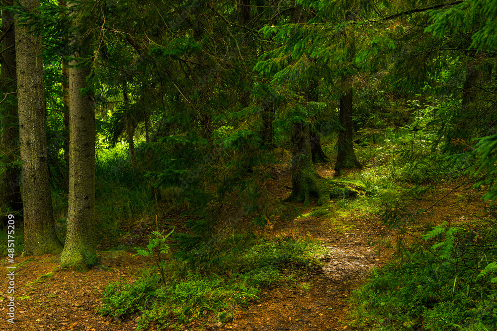 Forest trail scene. Woodland path