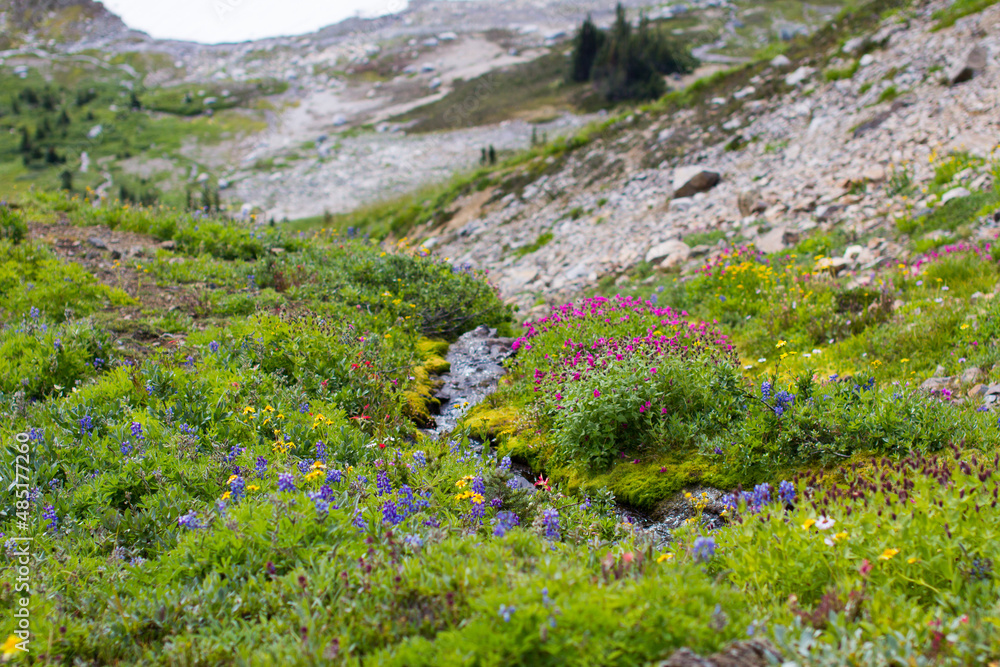 alpine valley, with flowers