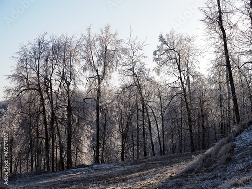 Frosty trees on the snowy winter field in a cold sunny day © Yulia