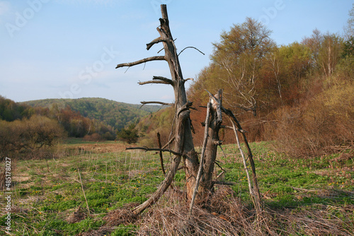 Low Beskids (Beskid Niski), dead tree in Ciechani Valley (Dolina Ciechani), Poland
