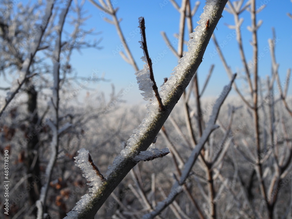 Frosty winter day - frozen branches with ice crystal. Hoarfrost tree branch on blue snow. Frosty winter day - frozen branches with ice crystal. Hoarfrost tree branch on blue snow.