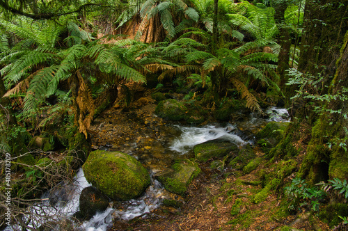 Mountain stream and ferns in the lush rainforest near Warburton, Victoria, Australia 