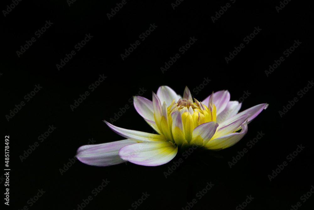 Fototapeta premium A small dainty white and yellow color dahlia flower with purple on its petal ends. The background is black. The bloom is opened and some petals are laying flat. The center is a vibrant yellow.