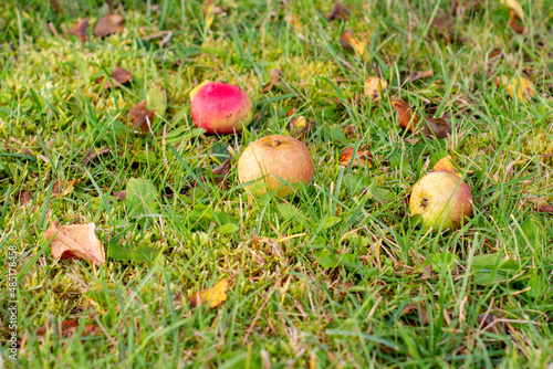 Multiple red and yellow shiny organic crabapples scattered on the ground decaying and spoiled on an orchard. The dark ground is covered in twigs, branches, dead leaves, and autumn foliage. 