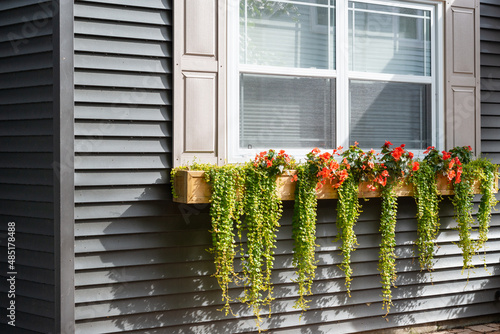 Photos A flower box of orange flowers and green hanging vines