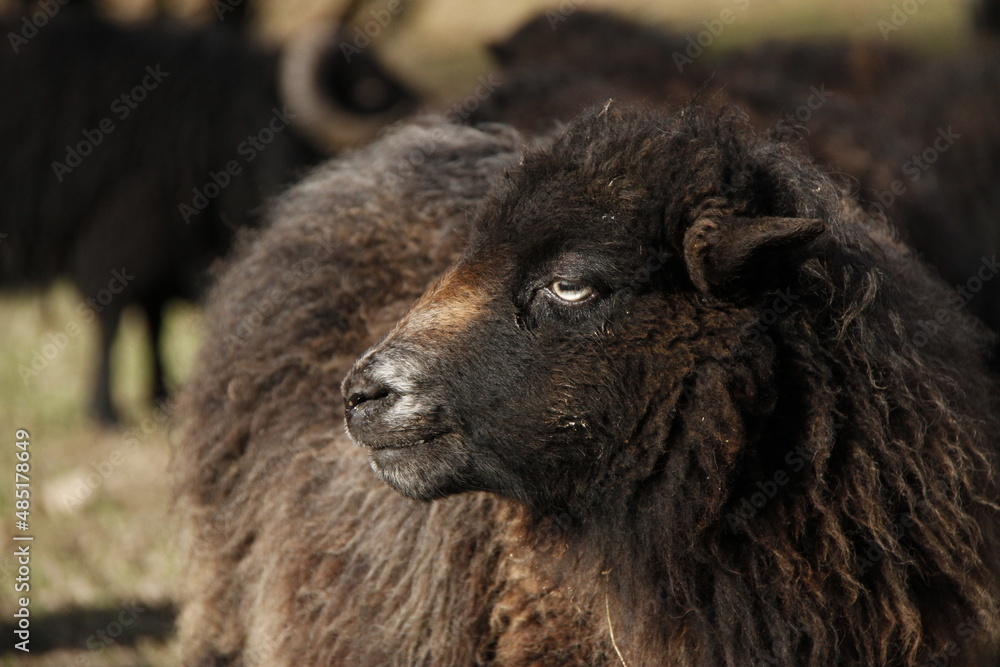 Fototapeta premium Mouton noir