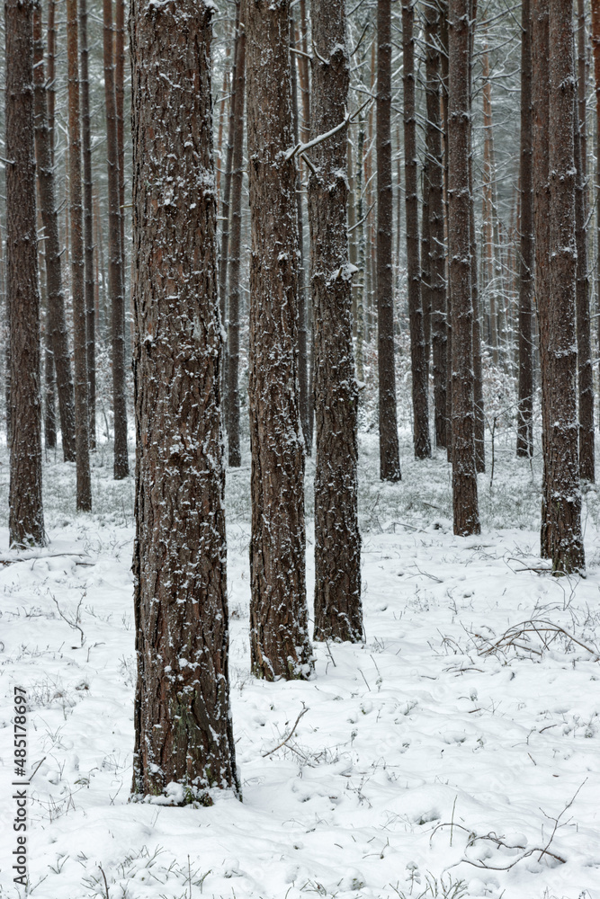 Forest tree trunks in winter snowy landscape.