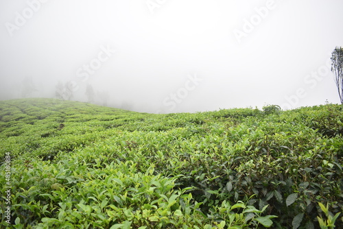 Tea plantation in Munnar hill