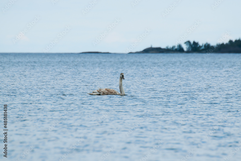 Fototapeta premium Swan on the lake.