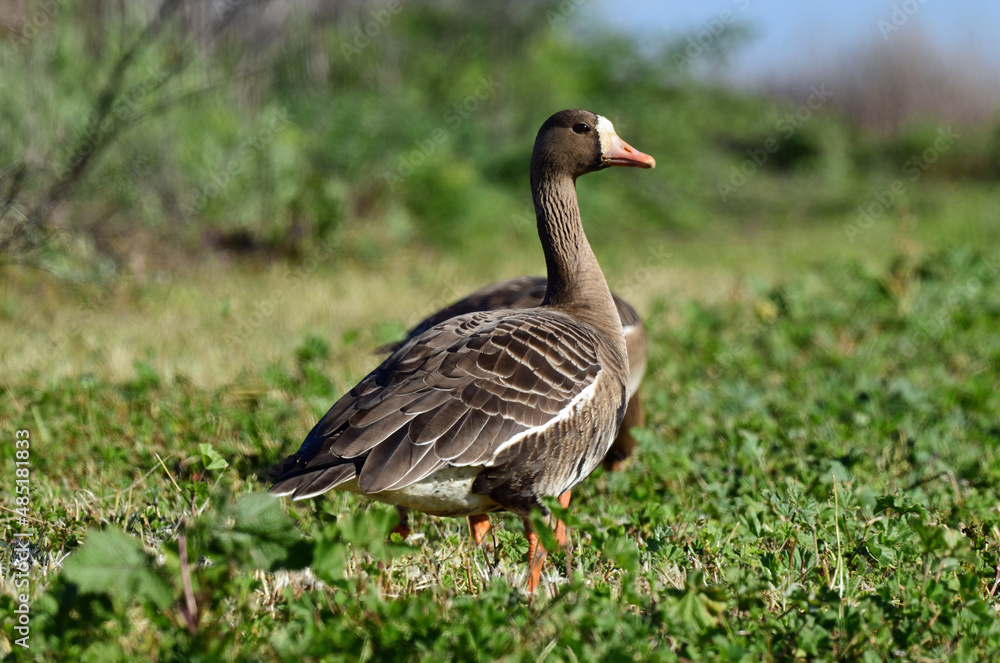 White-fronted Goose at Sacramento Wildlife Refuge, California White-fronted Goose at Sacramento Wildlife Refuge, California