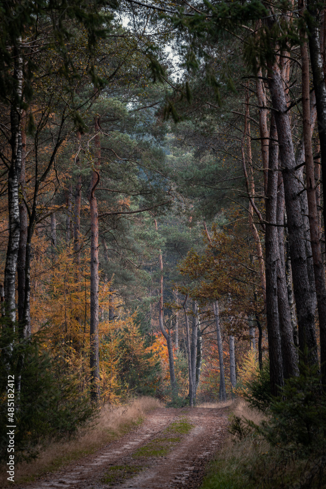 A path runs through an autumn forest on the Holterberg in the Netherlands