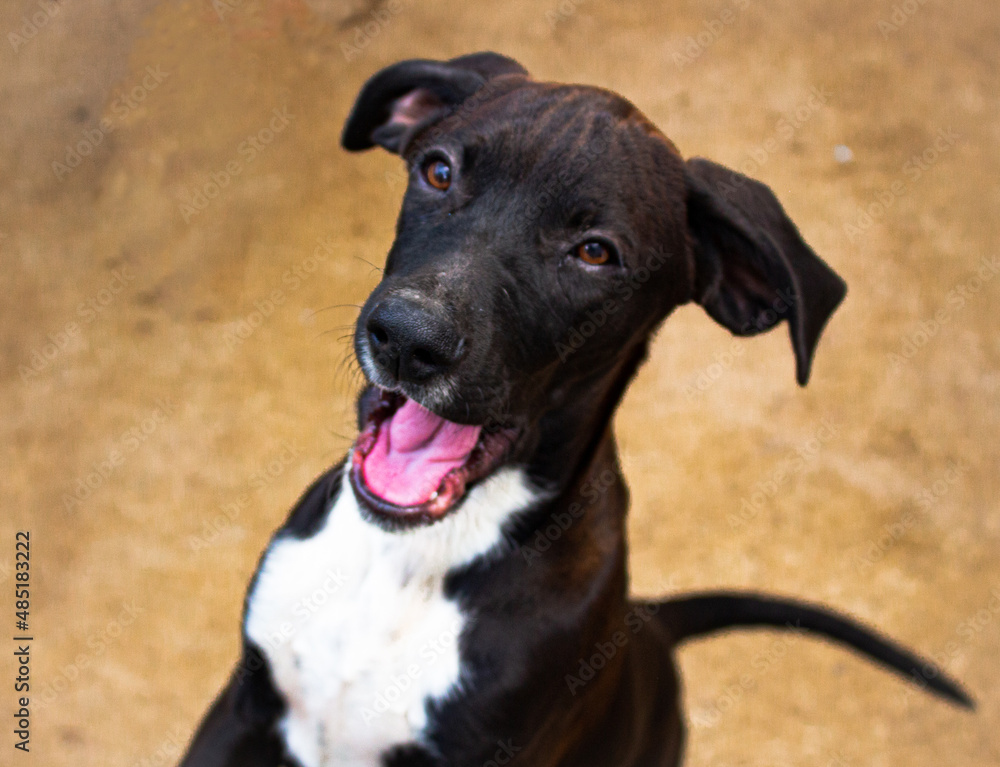 perro negro (black dog) perro negro (black dog)
