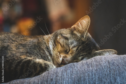 Sleeping tabby cat © Courtney
