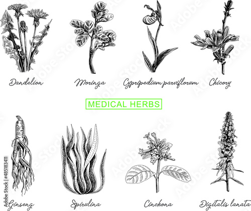 Medical herbs set: Medical herbs set: Dandelion, Moringa, parviflorum, Chicory, Ginseng, Spirulina, Cinchona, Digitalis lanata.  photo