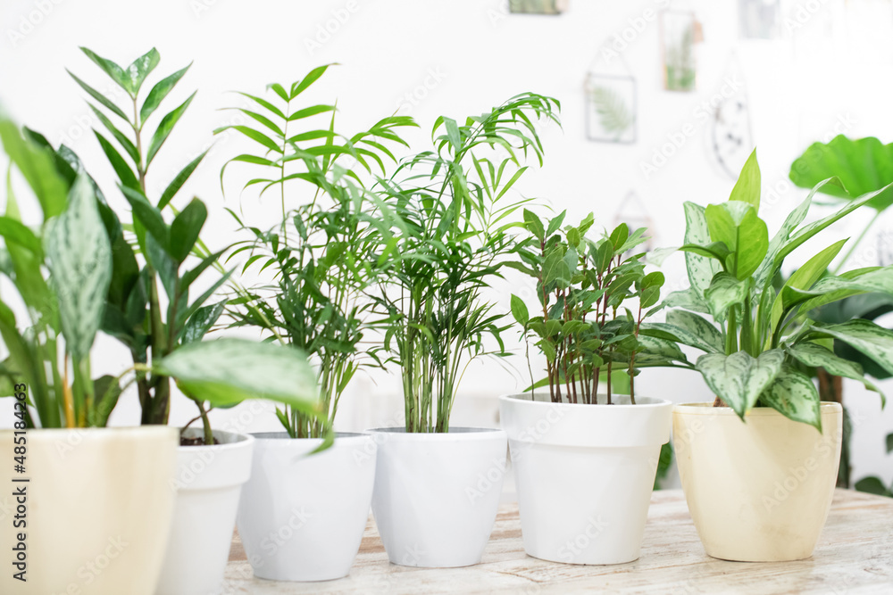 House plants in a stylish interior of a room at home in pots. The concept of home gardening. Cozy decor for a home with a home jungle. Green garden